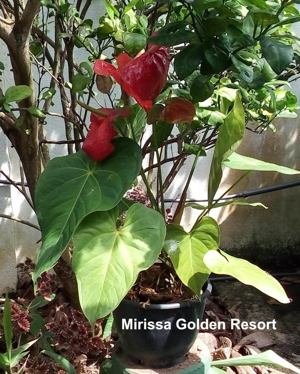 Mirissa Golden Resort Exterior photo